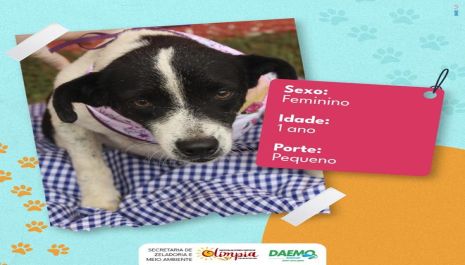 Meio Ambiente incentiva adoção responsável e divulga animais disponíveis no Centro de Acolhimento