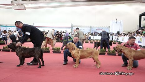 Olímpia recebe Exposição Internacional e Panamericana de Cães de Raça
