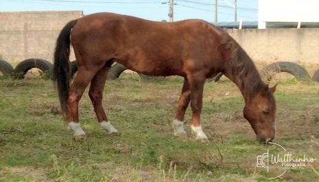 Prefeitura intensifica fiscalização para evitar animais de grande porte soltos em vias públicas da cidade