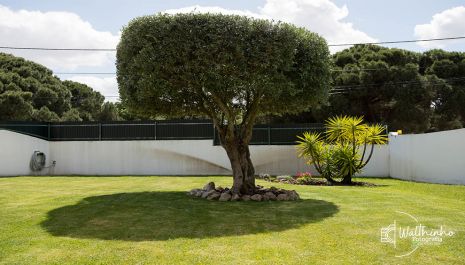 Meio Ambiente promove capacitação gratuita de podadores nesta sexta (19)