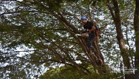 Meio Ambiente abre inscrições para capacitação anual gratuita para podadores de árvores
