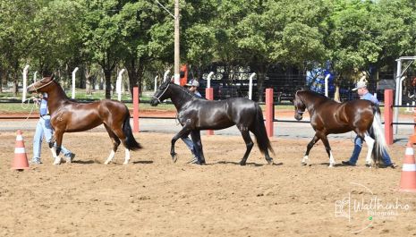 Olímpia recebe 2ª Expo Especializada das Águas em outubro com Cavalos da raça Mangalarga Marchador