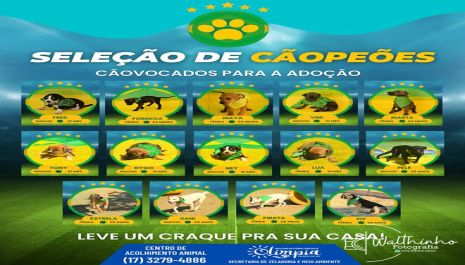 Centro de Acolhimento Animal promove Campanha de Adoção inspirada na Copa do Mundo